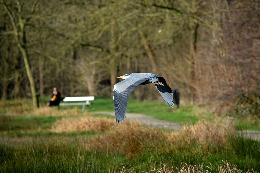 heron, bird, nature, fly, wings, flying, animal themes, vertebrate HD wallpaper