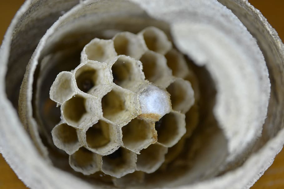 Wasp, Nest, Combs, Cells, Hexagons, wasp nest, detail, close-up HD wallpaper