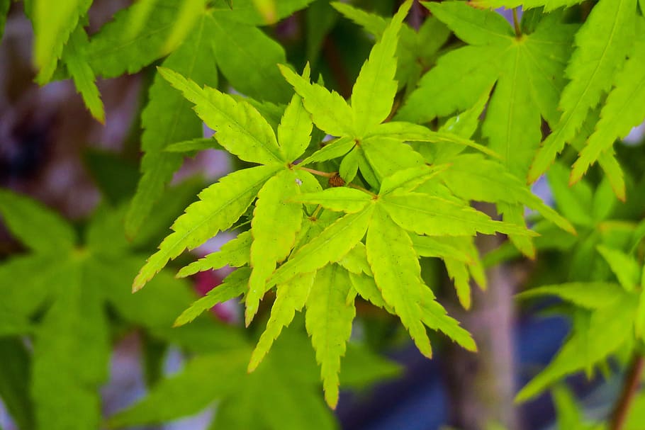 maple, maple leaf, tree, nature, hong kong, plant, plant part HD wallpaper