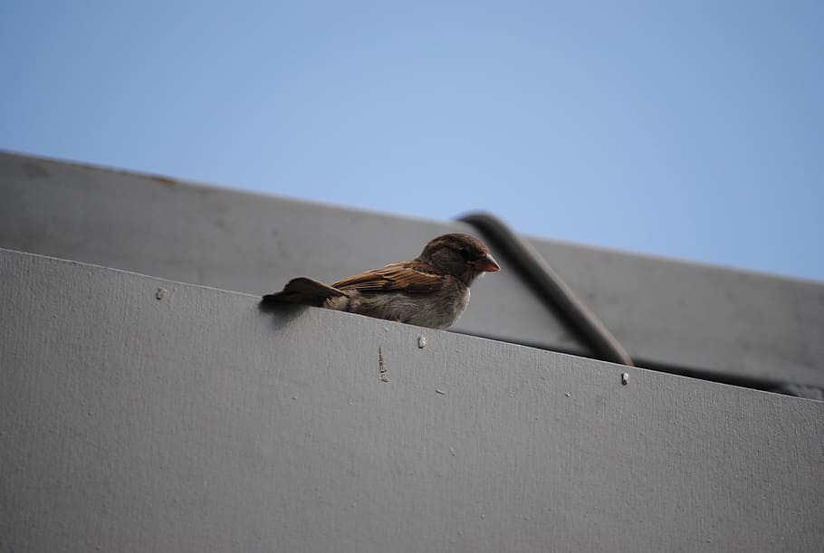 sparrow, wait, bird, animal, animal themes, animals in the wild HD wallpaper