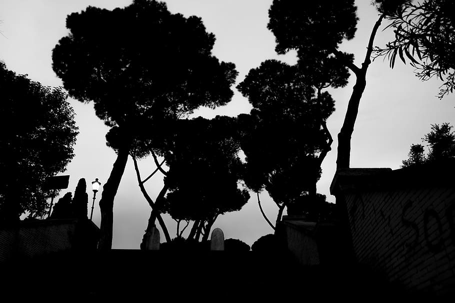 park, tree, trees, garden, tropics, tropical, way, path, dark HD wallpaper