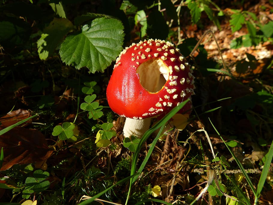 Fly Agaric, Toadstool, Mushroom, Autumn, forest, red, fungus HD wallpaper