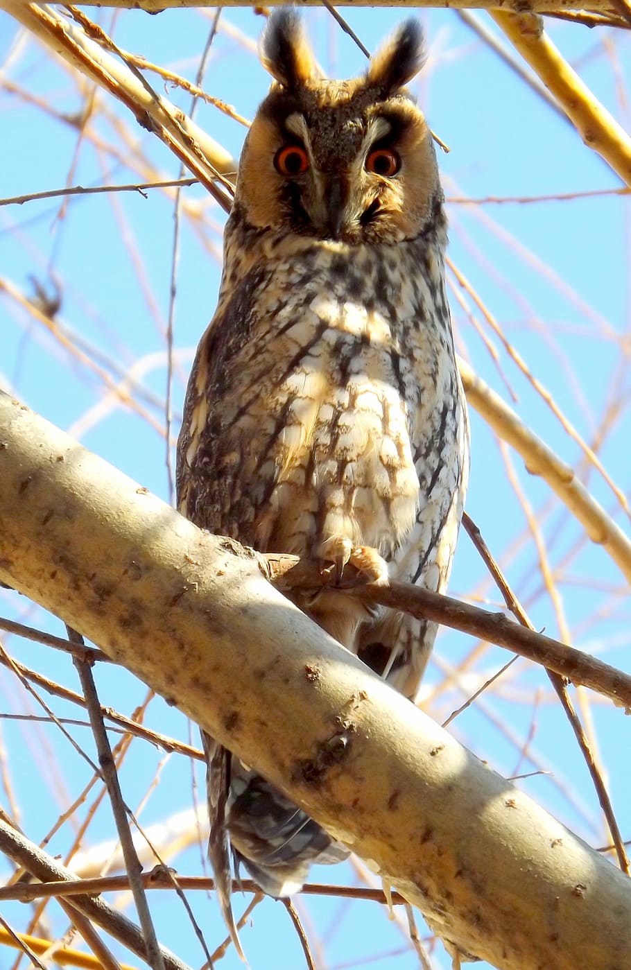 Owl, Birds, Tree, one animal, animals in the wild, animal themes HD wallpaper