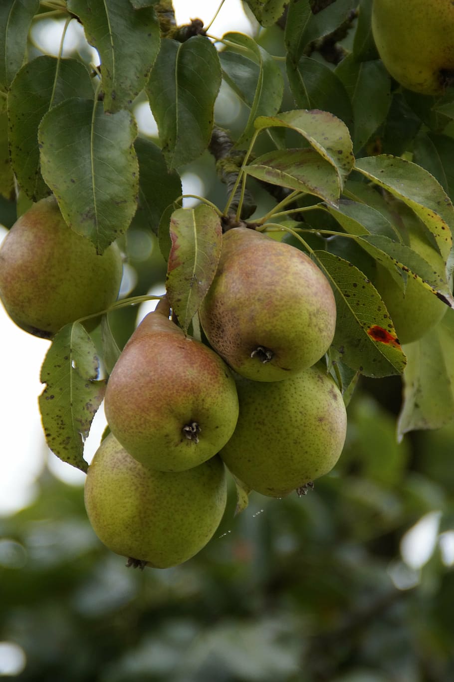 pears, ripe, fruit, harvest, fruits, autumn, food, nature, agriculture HD wallpaper