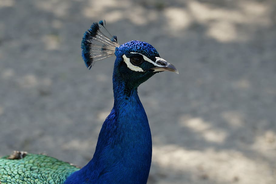 peacock, males, blue, head, bird, close, beautiful, majestic HD wallpaper