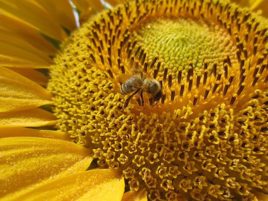 sunflower, close up, bee, flowering plant, vulnerability, fragility HD wallpaper