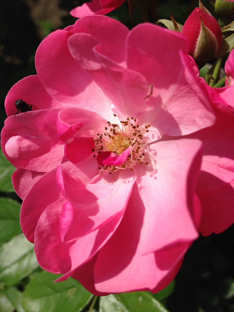 rose, blossom, bloom, sun, pink, flowering plant, petal, pink color HD wallpaper