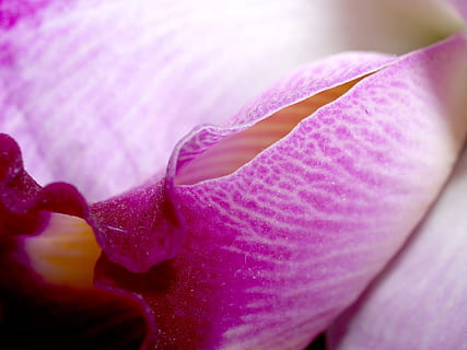 orchid, flower, bright, violet, flora, growth, decoration, bud HD wallpaper
