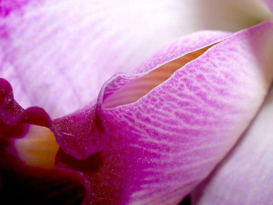 orchid, flower, bright, violet, flora, growth, decoration, bud, HD wallpaper