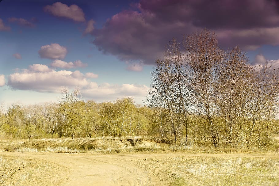cloud, tree, weather, clouds, trees, partly cloudy, day, dark HD wallpaper