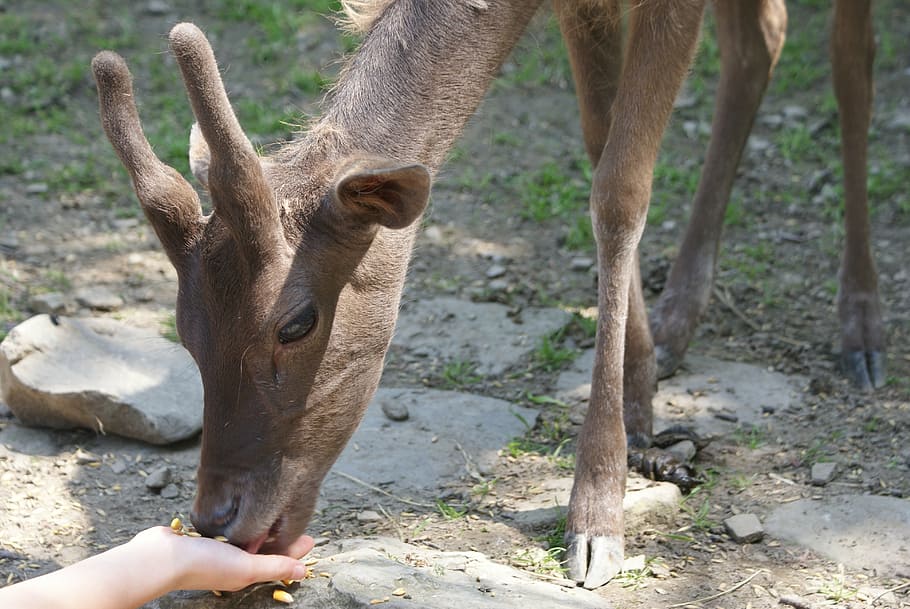 sarna, buck, feeding, animal themes, mammal, animal wildlife HD wallpaper