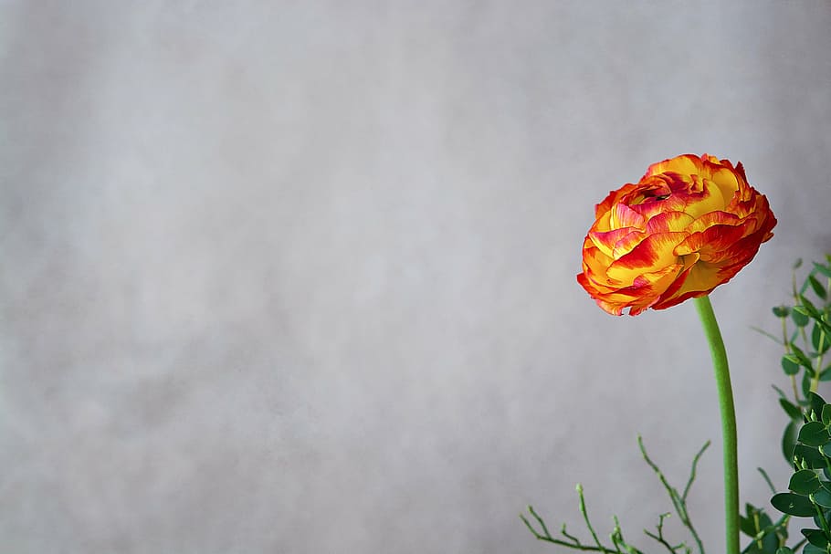 yellow and red petaled flower in close-up photography, ranunculus HD wallpaper