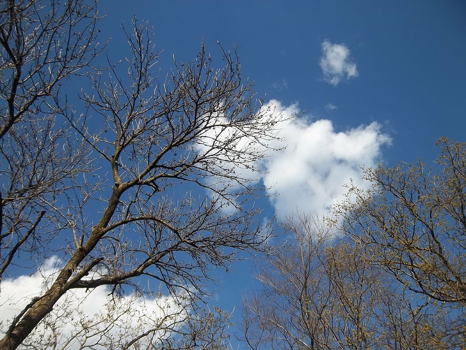 tree, branches, sky, blue, skyline, blue sky, sky clouds, plant HD wallpaper