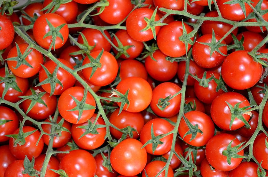 tomatoes, vegetables, red, salento, food and drink, freshness