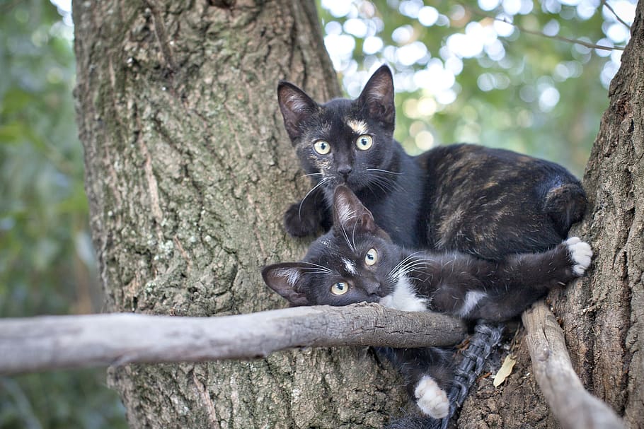 cats, trees, animals, plant, mammal, tree trunk, animal themes HD wallpaper
