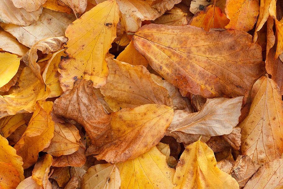abstract, autumn, background, bright, color, fall, leaf, leaves HD wallpaper
