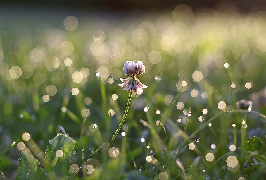 selective focus photography of flowers, clover, white, rosa HD wallpaper