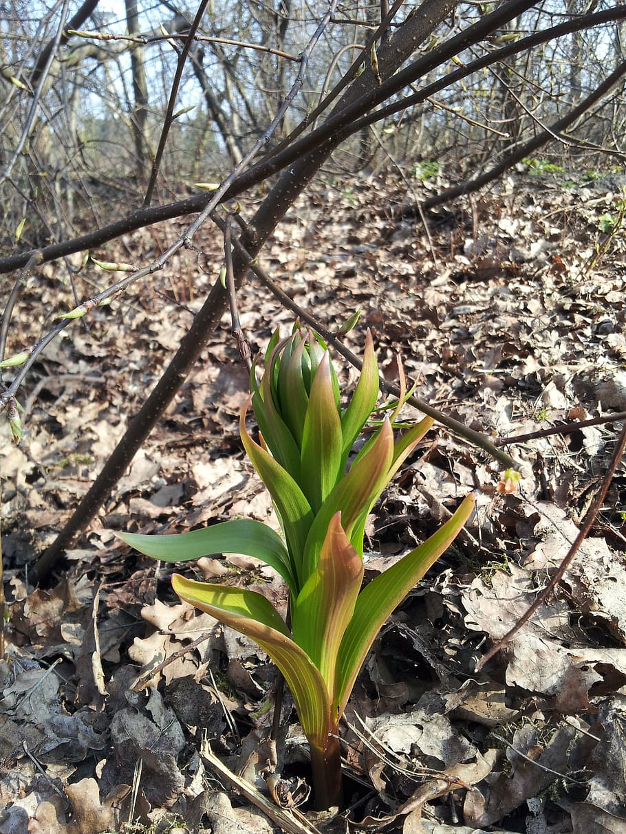 first, flowers, spring, nature, plant, leaf, outdoors, growth HD wallpaper