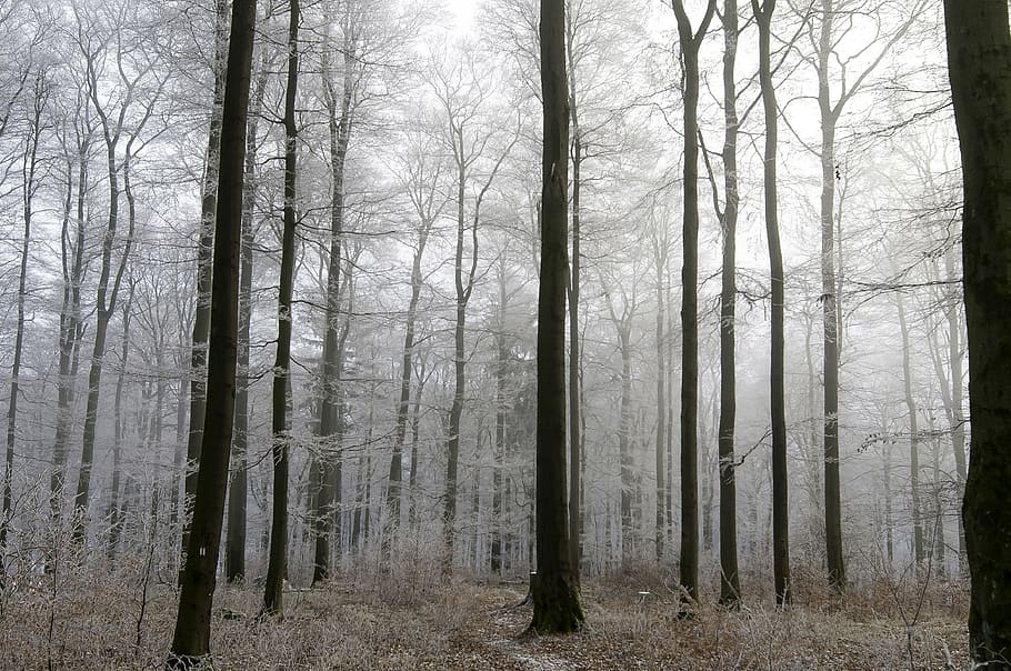 Trees, Silent, Harmony, Peaceful, sky, frost, grey, leaves HD wallpaper