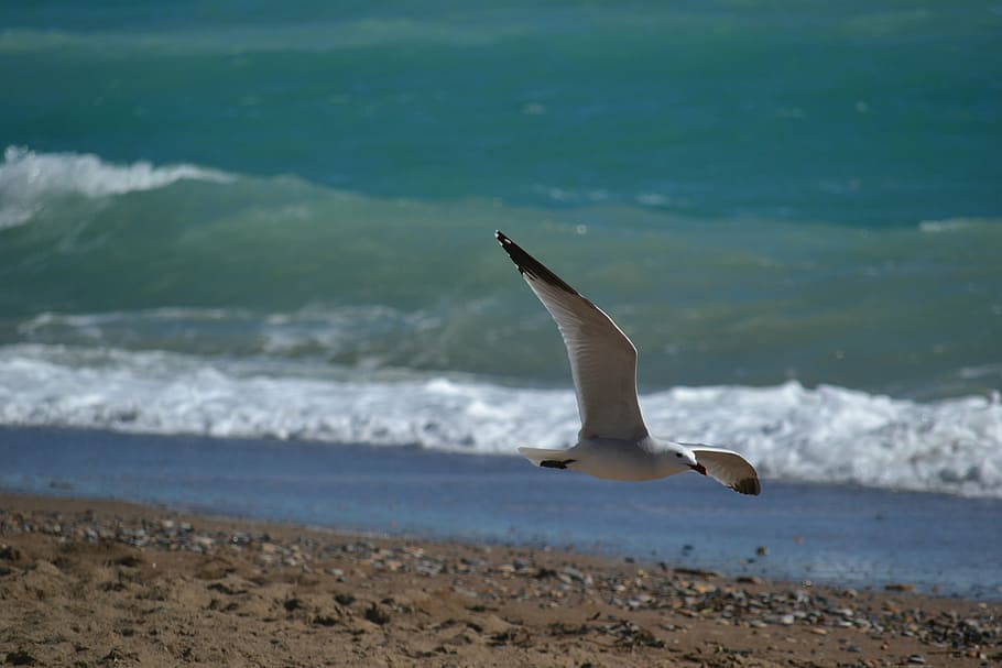 seagull, bird, flight, water, one animal, animals in the wild HD wallpaper