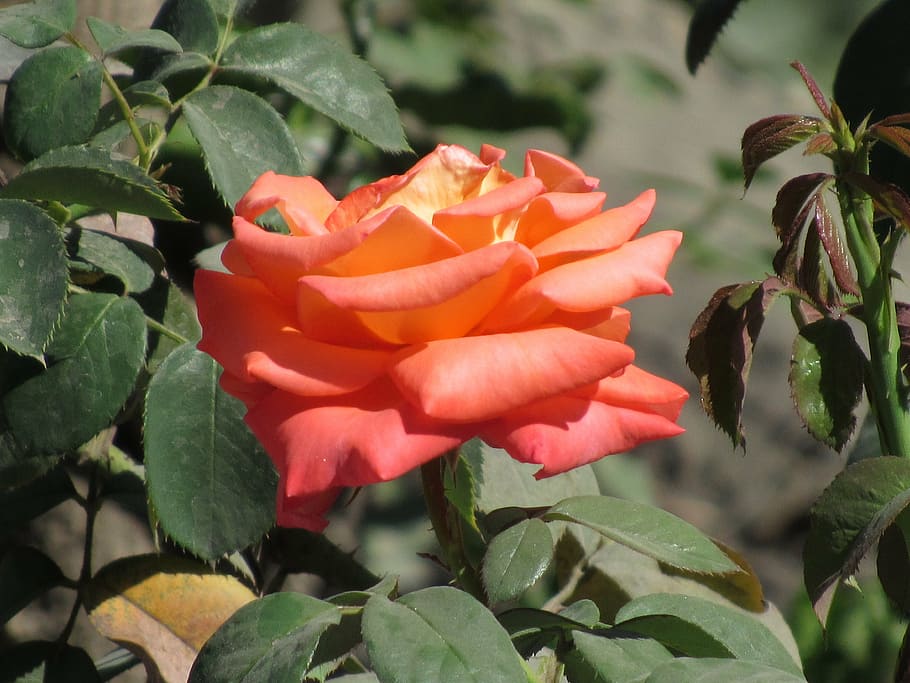 rose, flower, blossom, plant, flowering plant, beauty in nature HD wallpaper