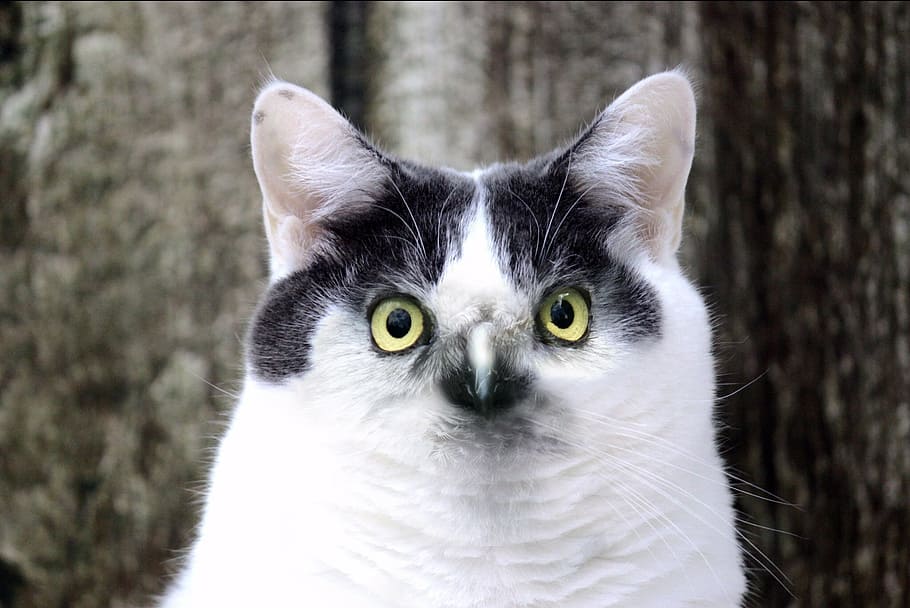 white and black cat, cat with eagle eyes, mieze, cat's eyes HD wallpaper