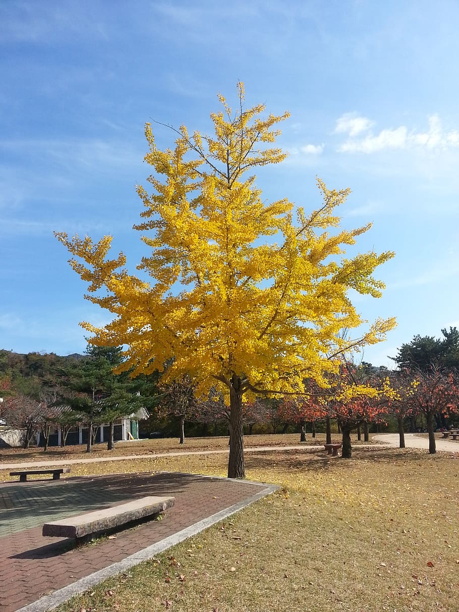 ginkgo, landscape, yellow, wood, park, autumn, tree, plant, HD wallpaper