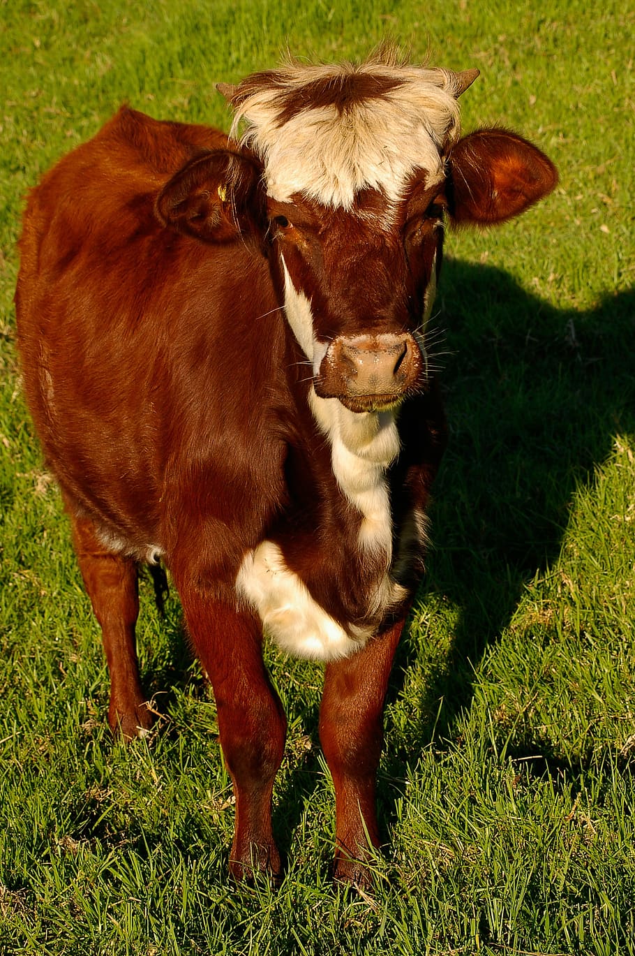 calf, cattle, stock, brown, white, young, standing, field, pasture HD wallpaper