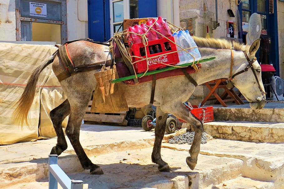 mule, load, back in, position, hydra, domestic animals, animal themes HD wallpaper