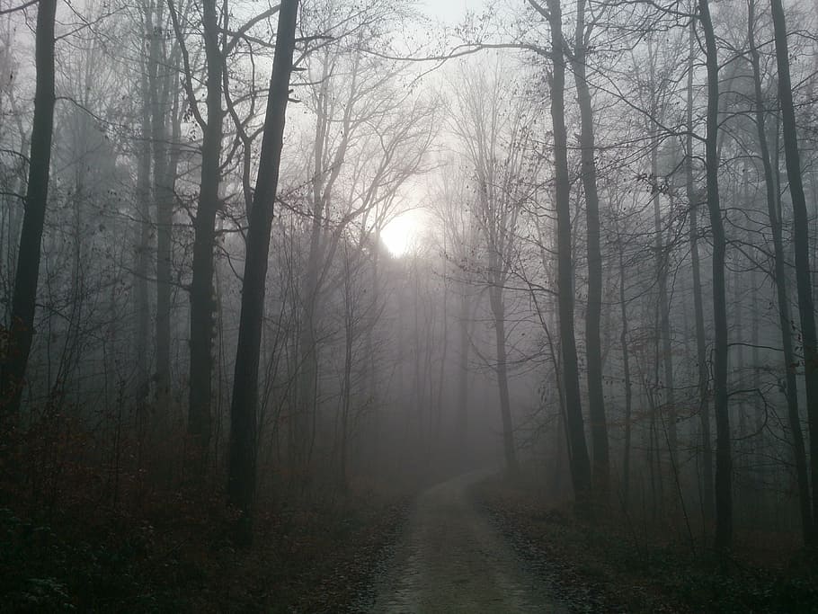 forest, fog, autumn, forest path, colourless, back light, mood HD wallpaper