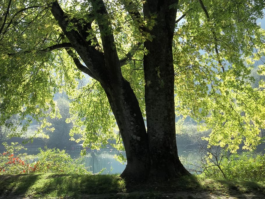 lights, trees, nature, plant, tree trunk, growth, beauty in nature HD wallpaper