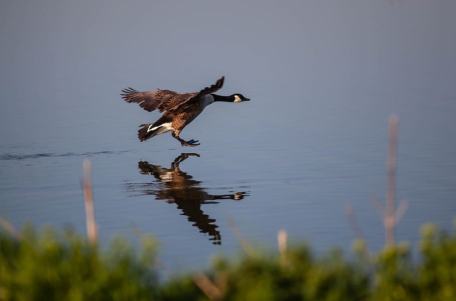 canada goose landing on lake, flying, bird, water, poultry, HD wallpaper