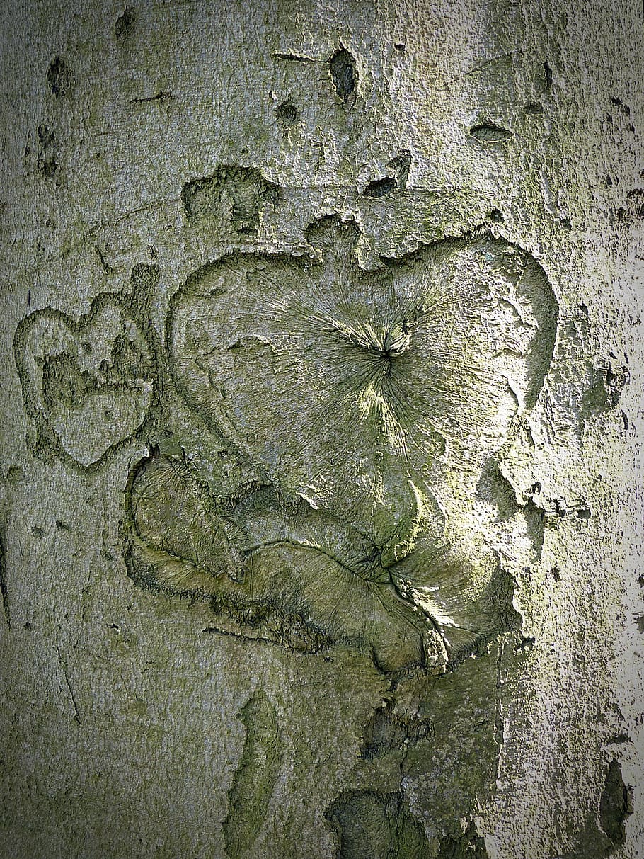 tree, heart, bark, engraved, tree bark, green, relationship HD wallpaper
