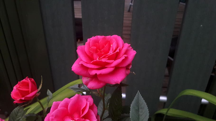 ros, roses, pink, flower, flowers, garden, pink rose, pink roses, HD wallpaper
