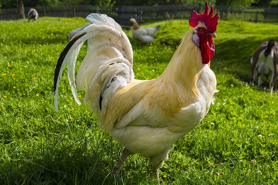 white chicken standing on green grass during daytime, hahn, gockel