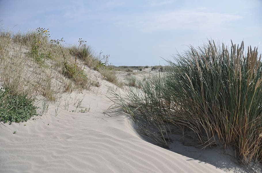 sand, dunes, marram grass, summer, sun, beach, daylight, sand dune HD wallpaper
