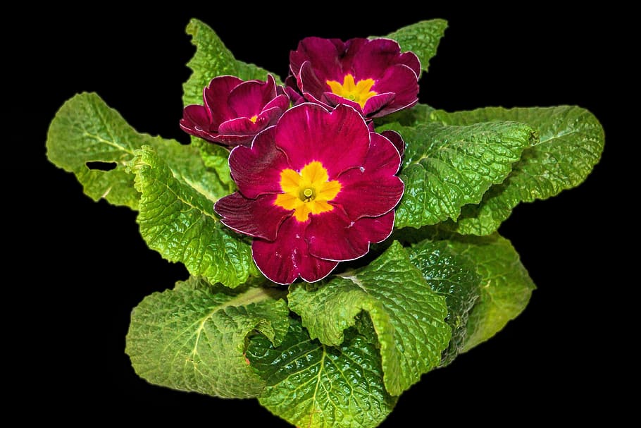 plant, primrose, flowers, leaf, spring, nature, flowering plant HD wallpaper
