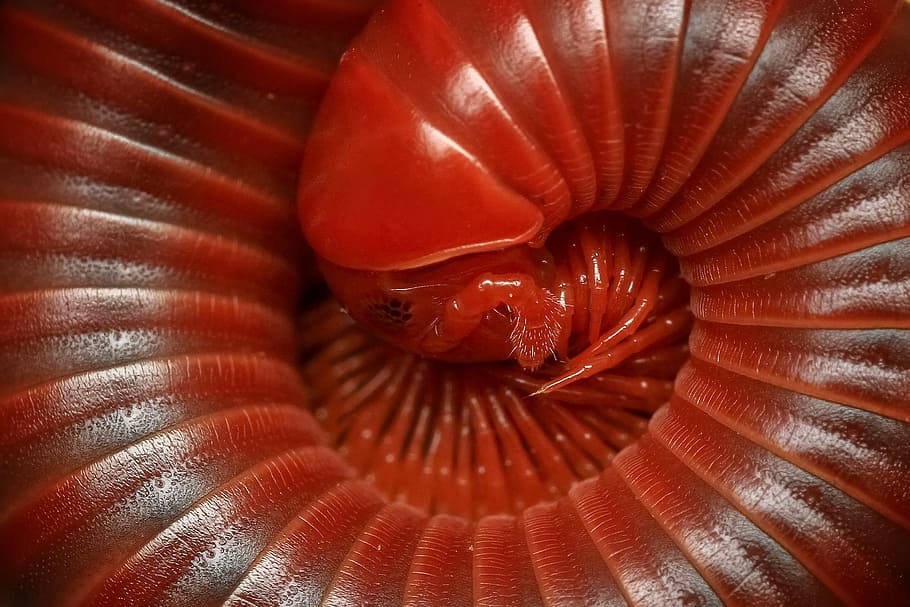 close-up photo of red millipede, diplopoda, macro, arthropod, HD wallpaper