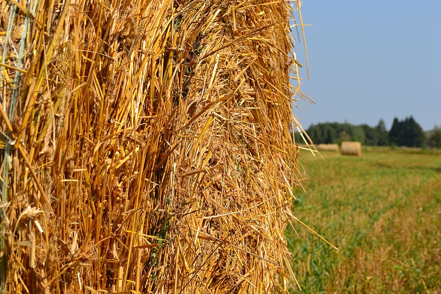 Meadow, Field, Corn, Corn, Straw, Village, nature, landscape HD wallpaper