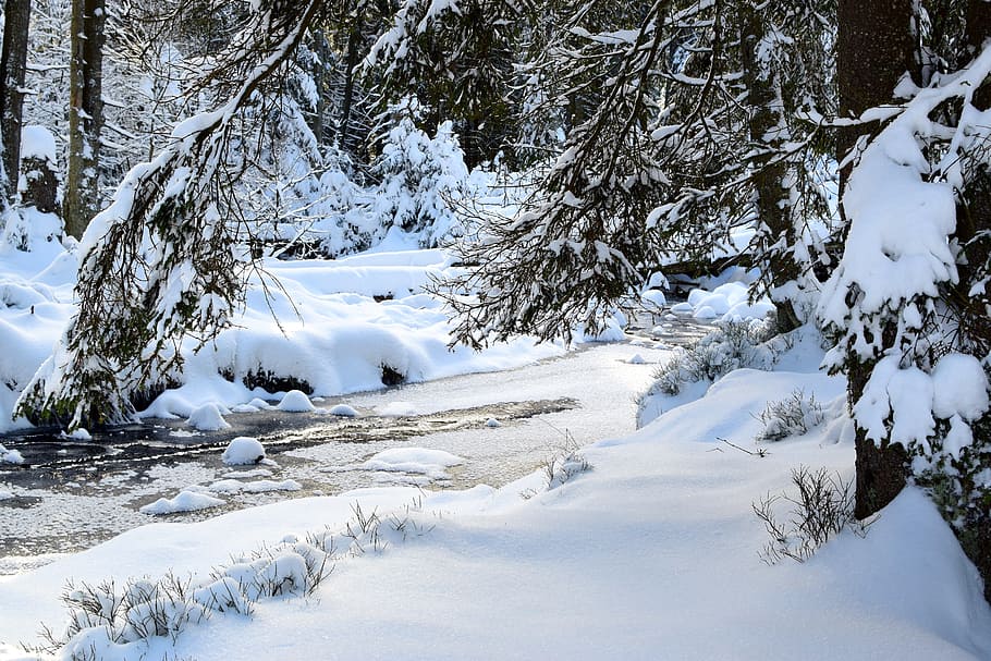snow-capped trees, winter, landscape, forest, water, wintry HD wallpaper