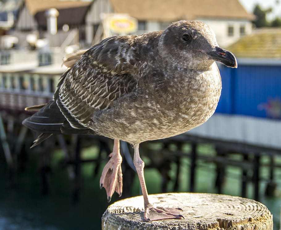seagull, bird, beach, nature, animal, fly, marine, wild, wildlife HD wallpaper