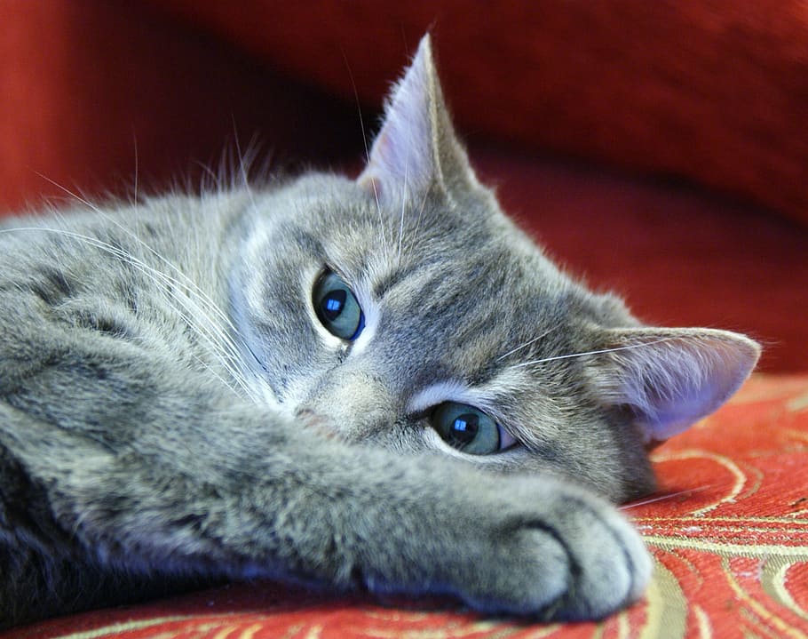 Cat, Cats, Animals, Portrait, Pet, cat's eye, snout, domestic cat HD wallpaper