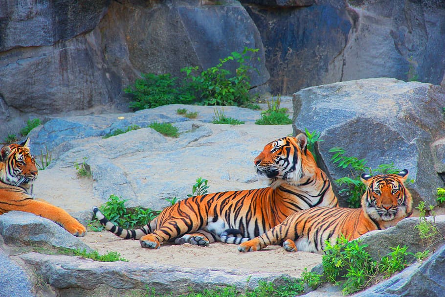 tiger, couples, cat, dangerous, animal, mieze, animal world HD wallpaper
