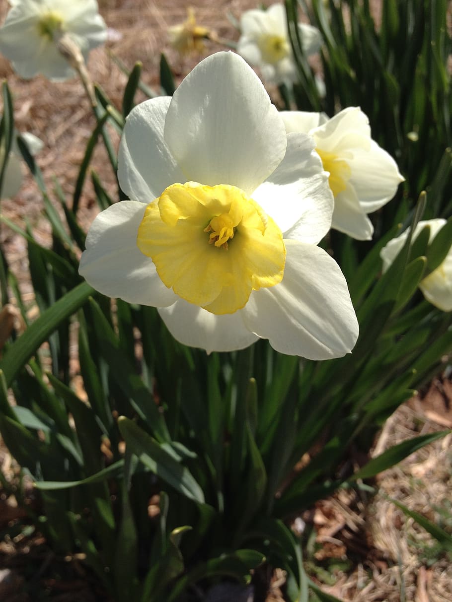 daffodil, flower, spring, green, easter, nature, yellow, garden HD wallpaper