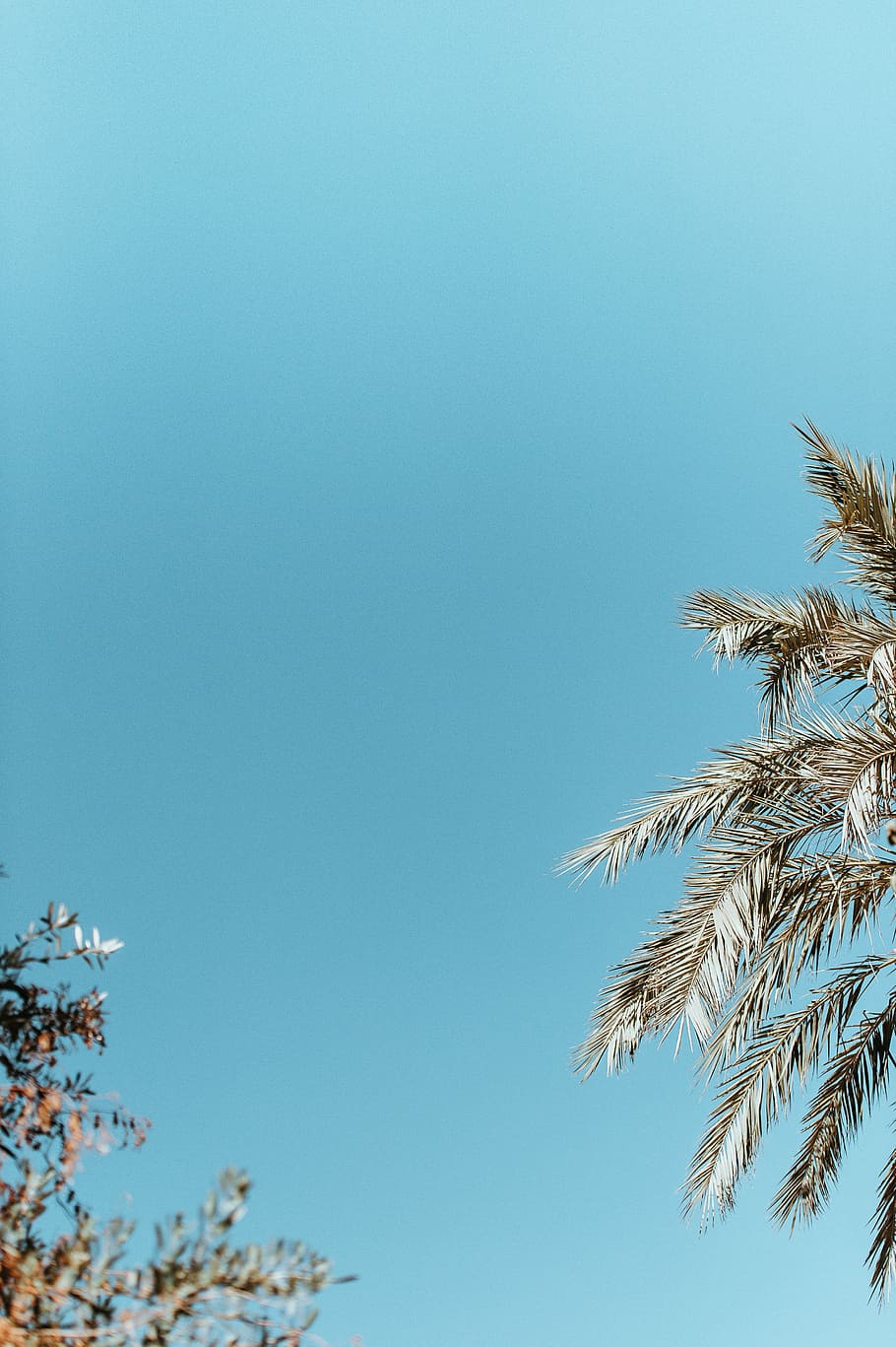 Blue sky, palm tree,blank space, blue sky, clear, green, sunlight HD wallpaper