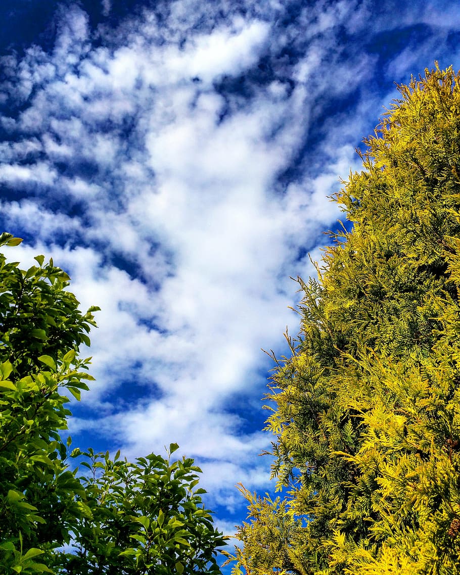 low-angle photography of green leaf trees under white and blue sky HD wallpaper