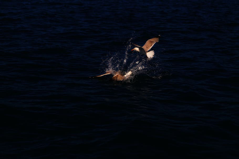 gocek, boat, type, bird, sea, nature, wildlife, animal, flying HD wallpaper