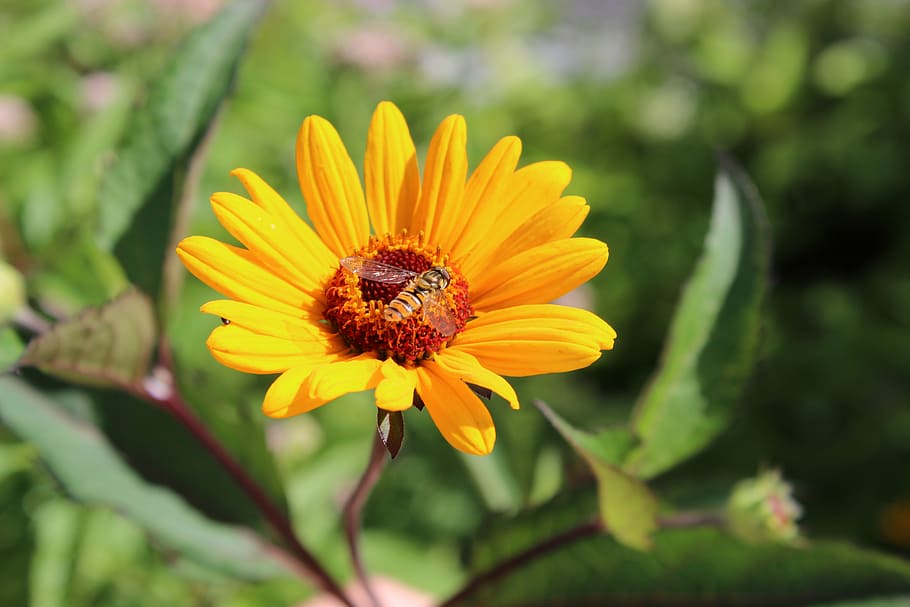 flower, yellow, bee, summer, summer flower, garden flower, flowering plant HD wallpaper