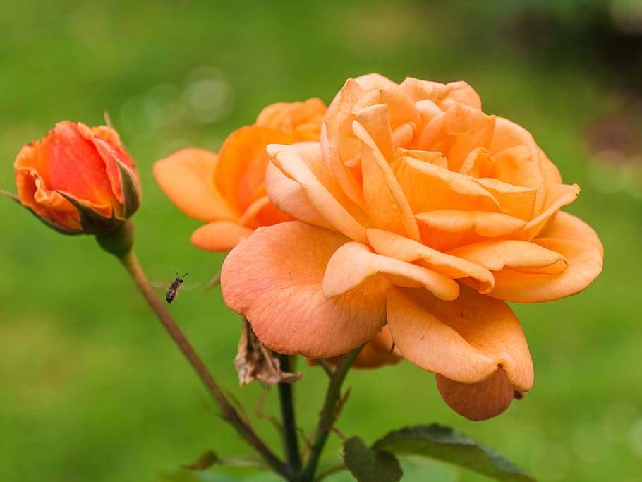 Asian honey bee near on orange carnation flower, rose, blossom HD wallpaper