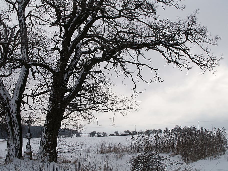 winter, snow, tree, snowy, cross, dry grass, acacia, trees HD wallpaper